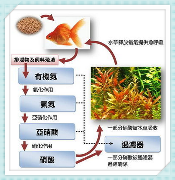 【养鱼都知道】水族箱的硝化系统是如何建立的呢