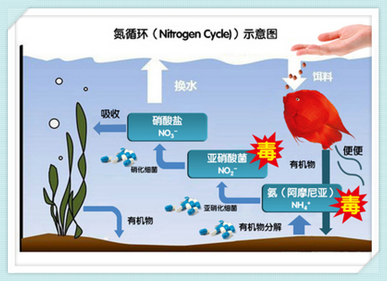 【养鱼都知道】水族箱的硝化系统是如何建立的呢