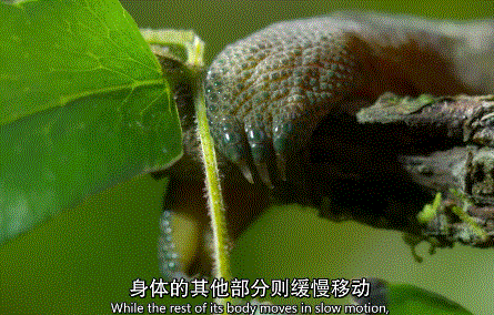 拍变色龙. 看看这皮肤的质感. 构图,色彩,光效,都绝了.