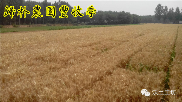 “王”的面粉--来自河南返乡青年王宁的生态石磨面粉  第3张