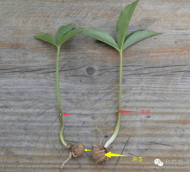 半夏的植株,注意它的珠芽