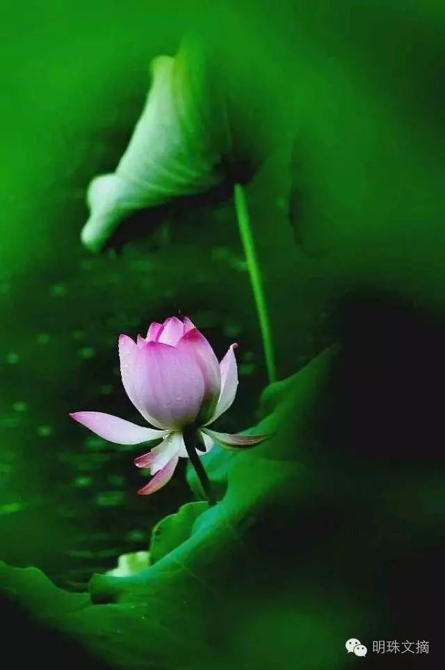 王菲:人生最大的善是懂得因果
