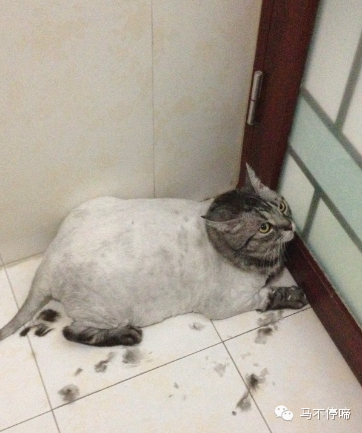 小蹄教你剃猫毛（宠物店打死都会不告诉你的秘密~）