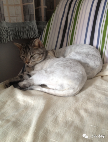 小蹄教你剃猫毛（宠物店打死都会不告诉你的秘密~）