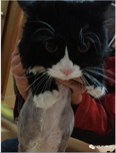 小蹄教你剃猫毛(宠物店打死都会不告诉你的秘密~) 小蹄教你剃猫毛(宠物店打死都会不告诉你的秘密~)