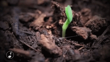 剩下的就只需等着种子破土而出
