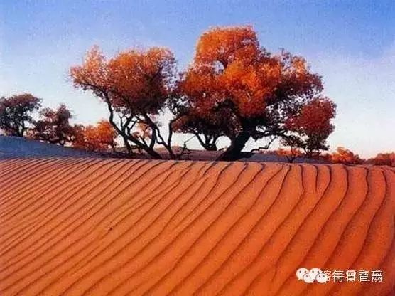 好听!刀郎——《喀什噶尔胡杨》