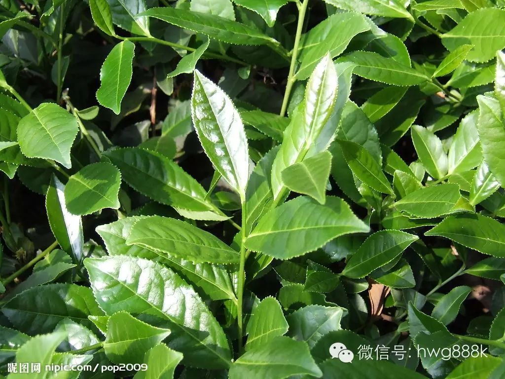 "铁观音"乌龙茶的一种;名称乃乾隆皇帝所赐;中国十大名茶之一!