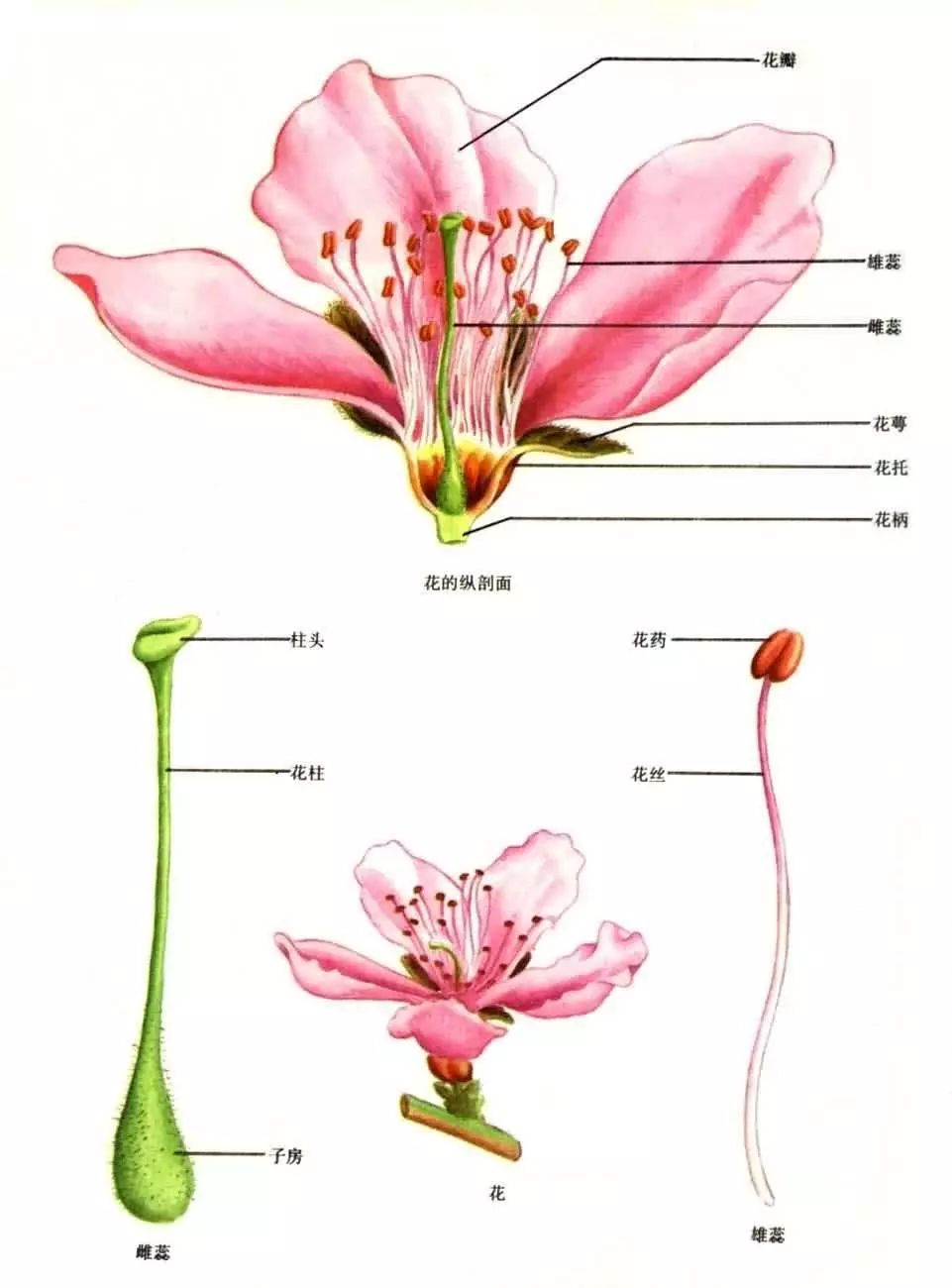 典型被子植物花的结构分成四个部分:萼片,花瓣,雄蕊,雌蕊,它们都着生