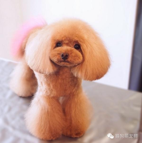 泰迪狗狗的日系美容图