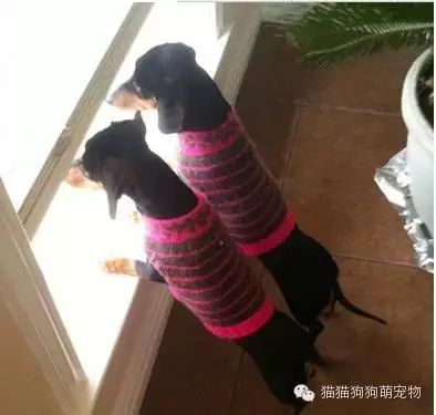 萌宠图片:家人用照片记录下了狗狗在家等待的模样图片