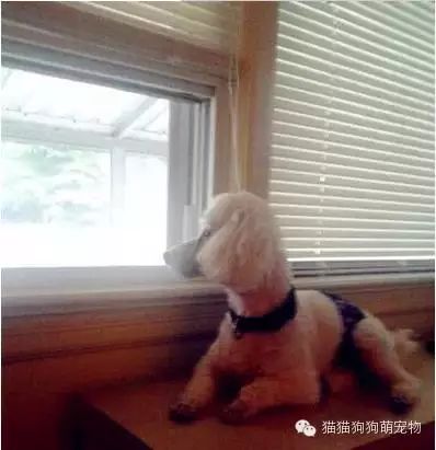 萌宠图片:家人用照片记录下了狗狗在家等待的模样图片