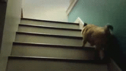 萌宠图片:这上楼梯的步伐真真是醉了… 没错，说的就是巴哥犬…图片