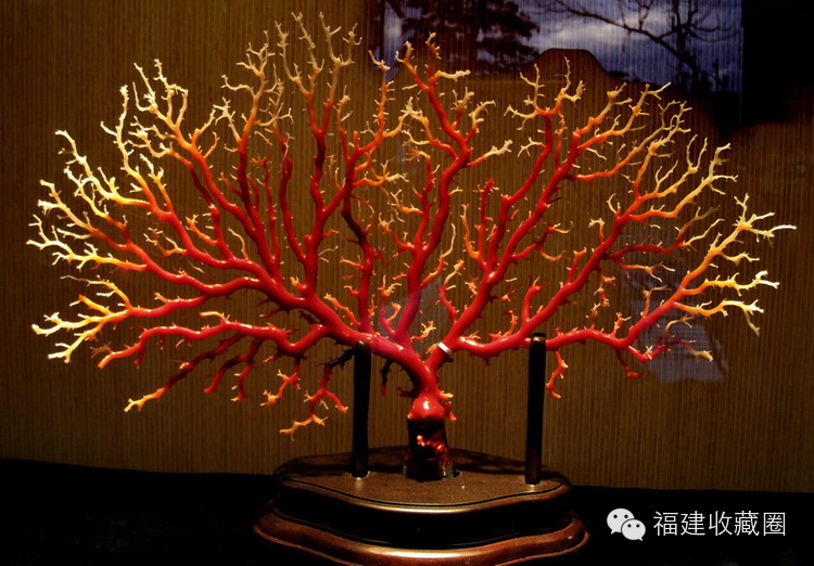 红珊瑚之阿卡和沙丁的特征和鉴别