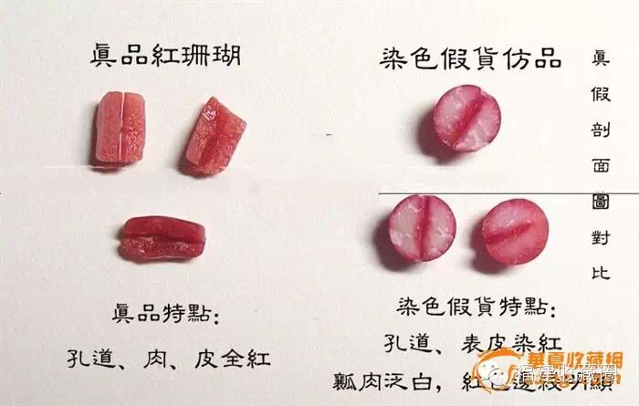 红珊瑚之阿卡和沙丁的特征和鉴别