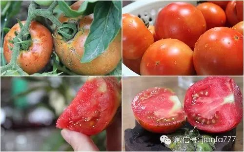 西红柿生长记录