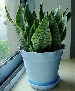 虎皮兰花开静悄悄【睿特微刊0302】