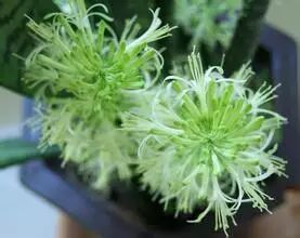 虎皮兰花开静悄悄【睿特微刊0302】