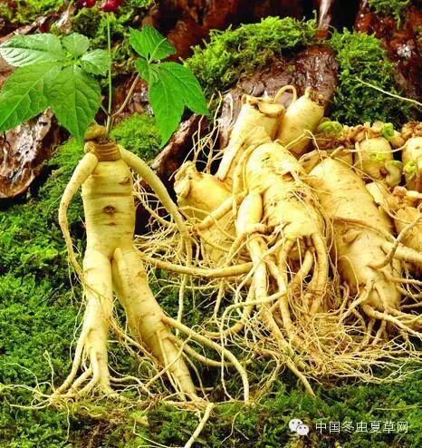 从古至今，它都是救命的大药，人参的十大功效和科学吃法