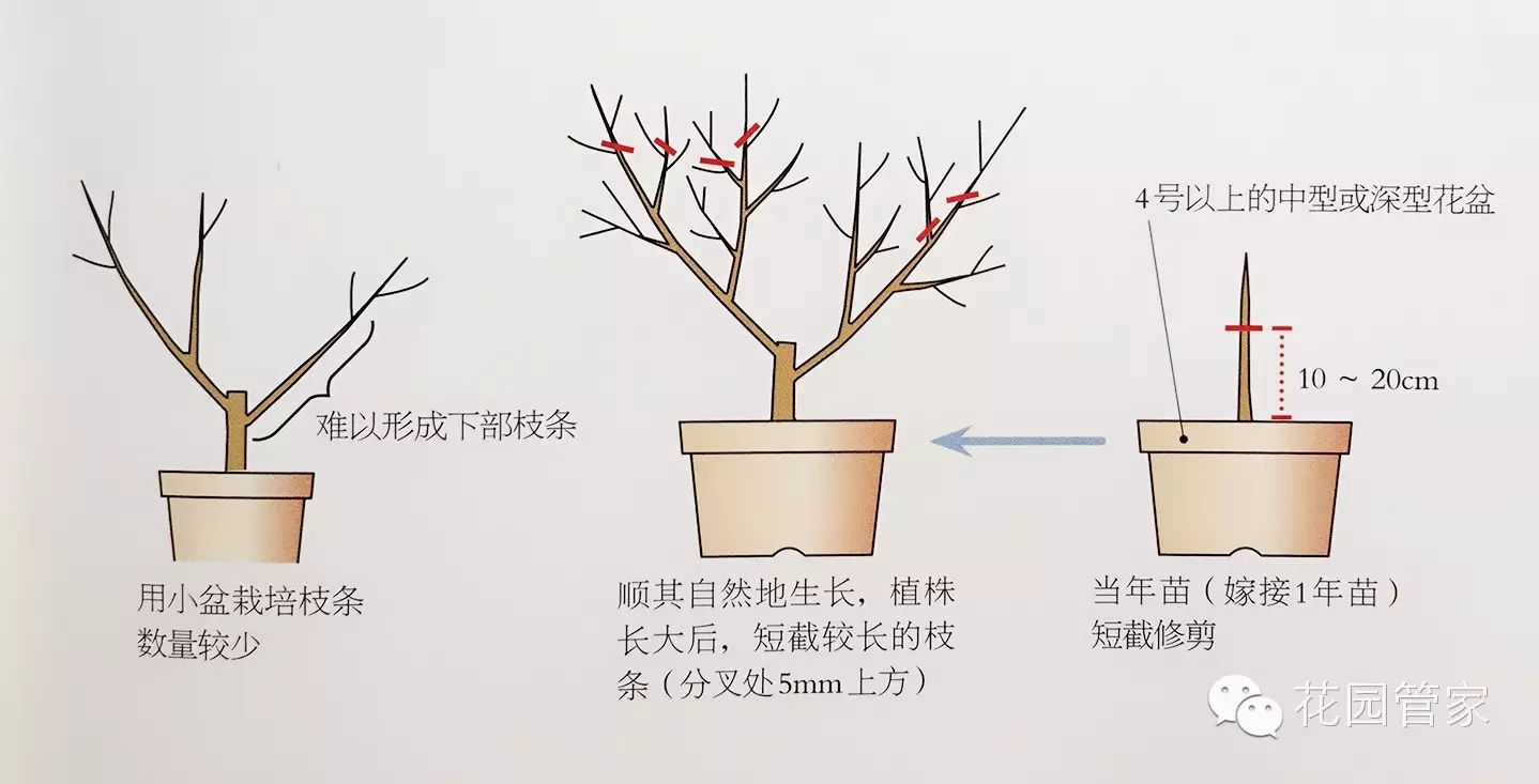 【重庆花卉种植联盟】几种常见开花类植物修剪方法(三)