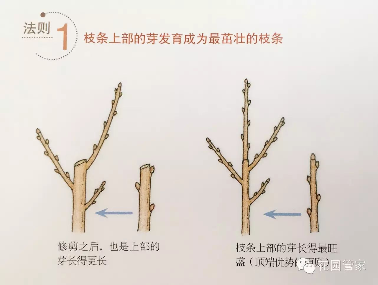 几种常见开花类植物修剪方法(一)