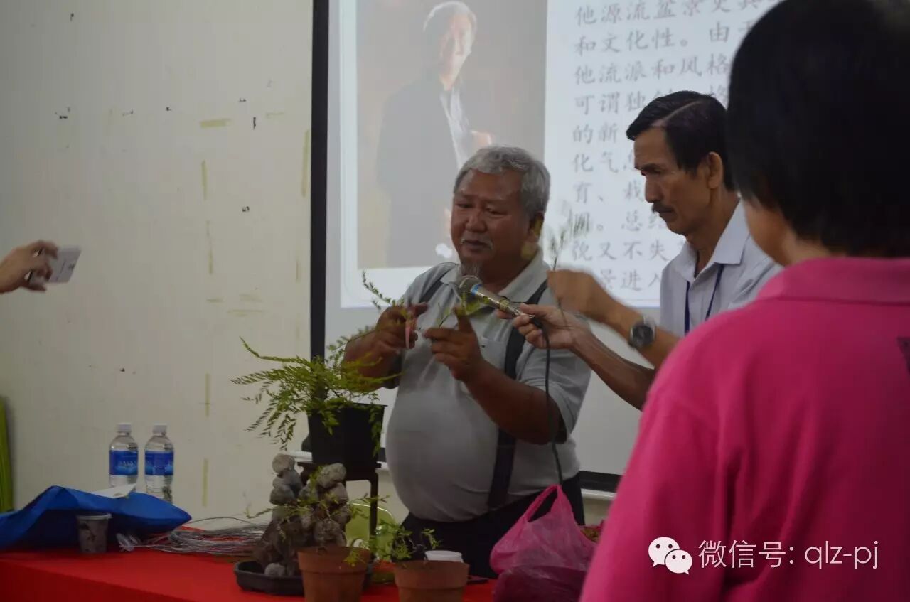 盆景能走进千家万户吗