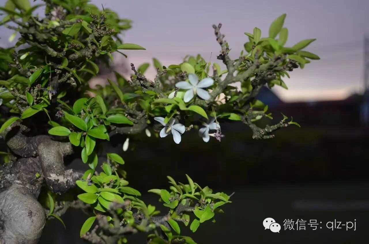 制作盆景的目的向来是为了修心理性