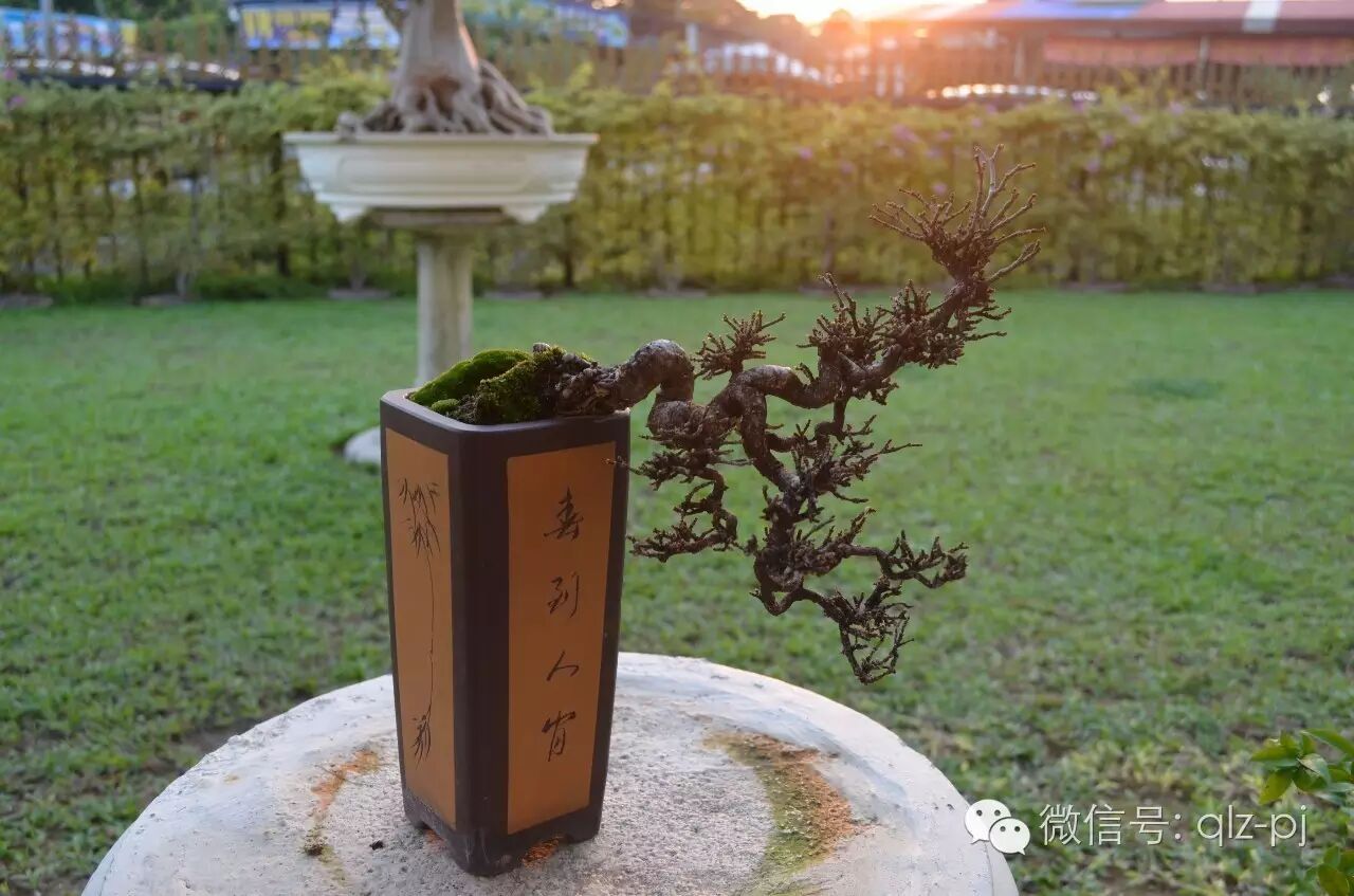 制作盆景的目的向来是为了修心理性