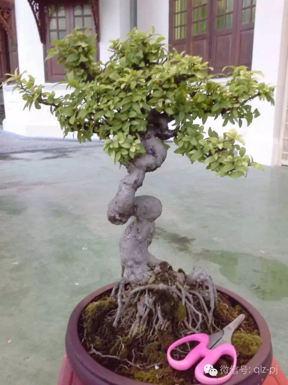 制作盆景的目的向来是为了修心理性