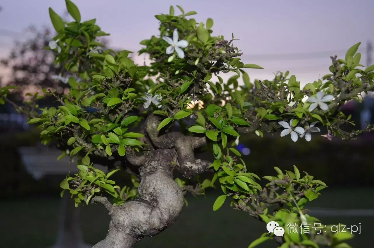 制作盆景的目的向来是为了修心理性