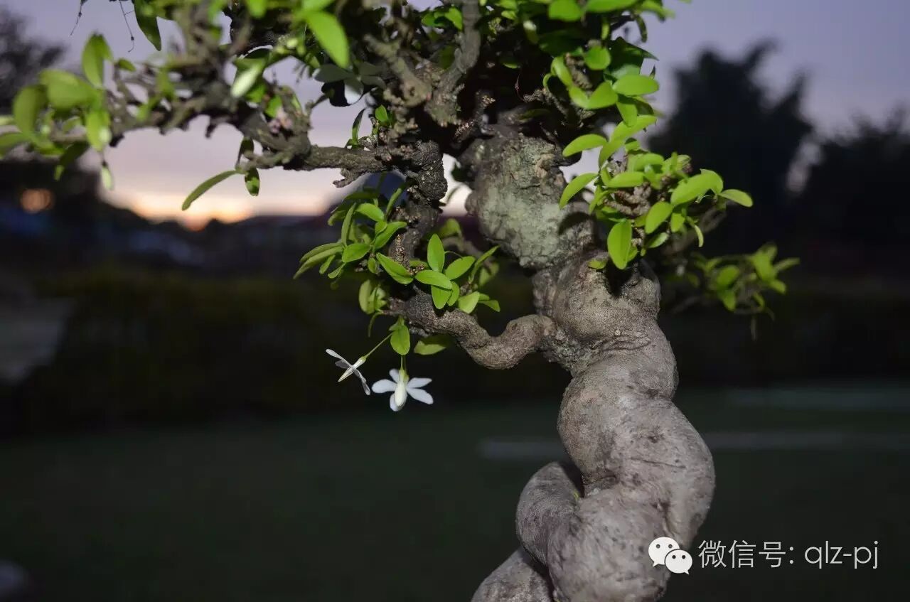 制作盆景的目的向来是为了修心理性