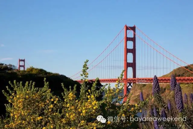 最美四月天,赏花在湾区- 谈天说地硅谷信息港 最美四月天,赏花在湾区- 谈天说地硅谷信息港