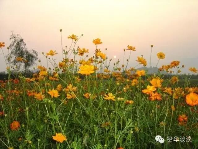 藤田惠美·翻唱·莎莉花园