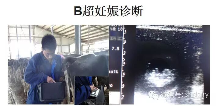 【技术论坛】姜宏星:奶牛怀孕早期妊娠识别的机制-怀孕期