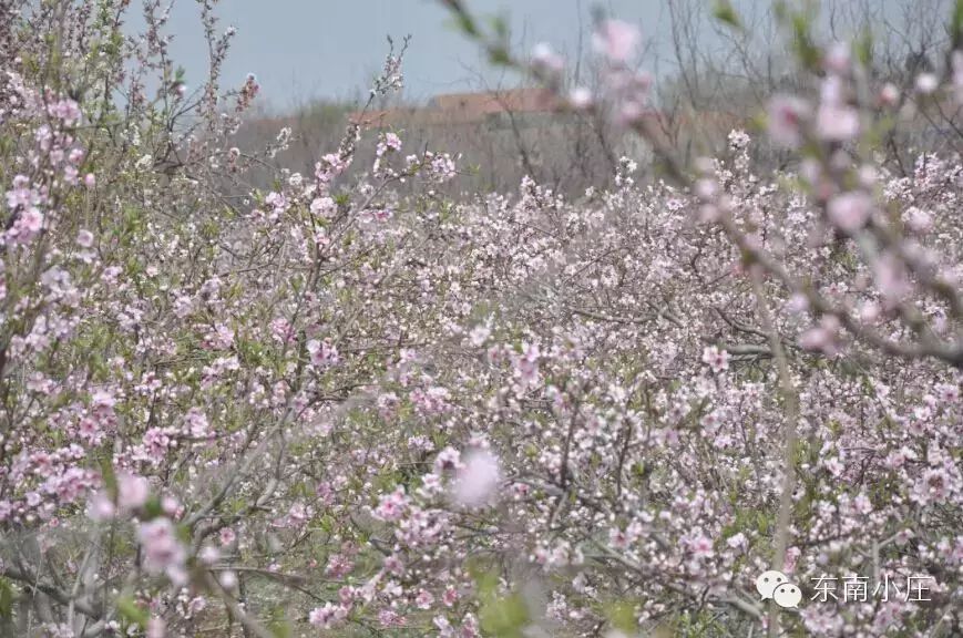 С���������L�L����ɫ��ׯ԰