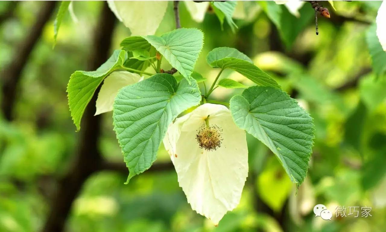 (国家一级保护植物—珙桐)