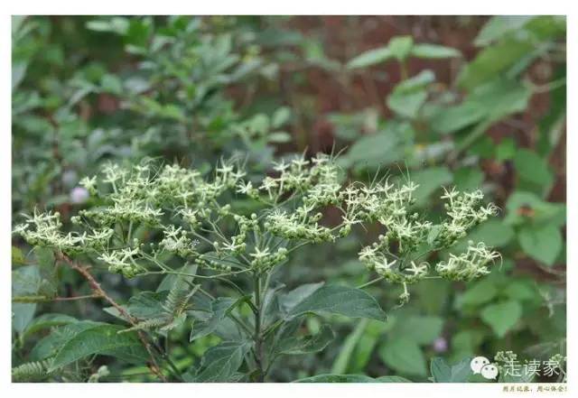 172.大青,赬桐属 马鞭草科 ,别名:猪屎青;路边青,白花鬼灯笼