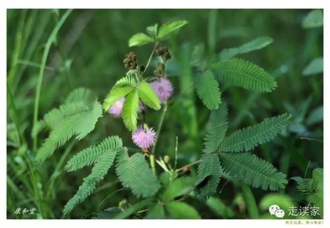 18.含羞草 含羞草属 含羞草科 .别名:知羞草,怕丑草(广东)
