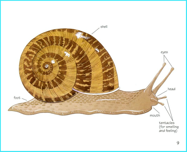 科学启蒙儿童的自然教育----《谁住在壳里》