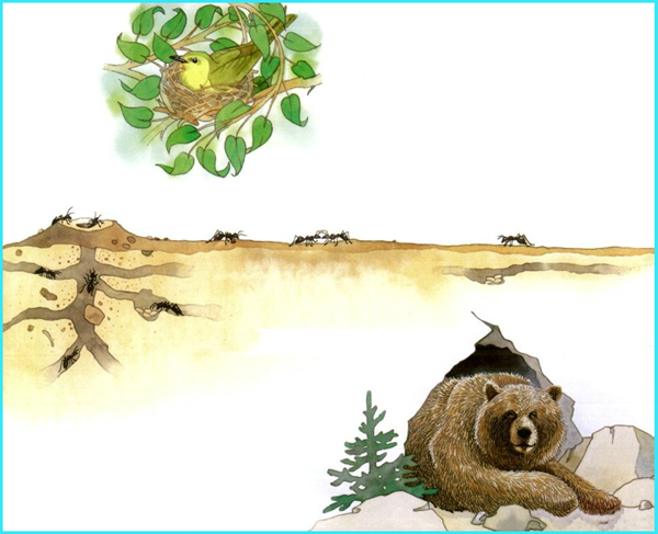 科学启蒙儿童的自然教育----《谁住在壳里》