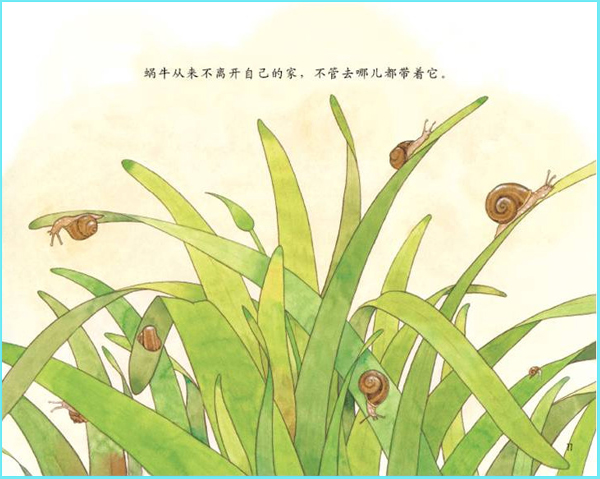 科学启蒙儿童的自然教育----《谁住在壳里》