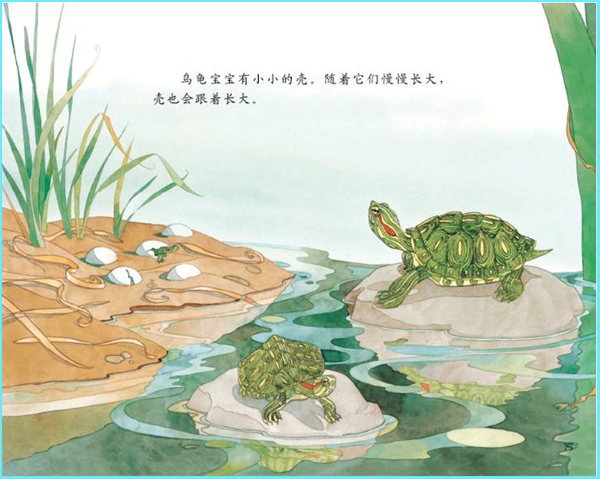 科学启蒙儿童的自然教育----《谁住在壳里》