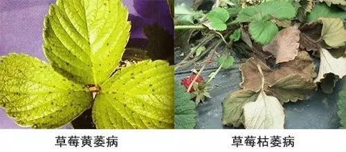 9.中药材 :根腐病,立枯病,枯萎病,霜霉病,炭疽病,疫病