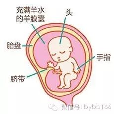 葆婴 孕中期-怀孕13周-怀孕期