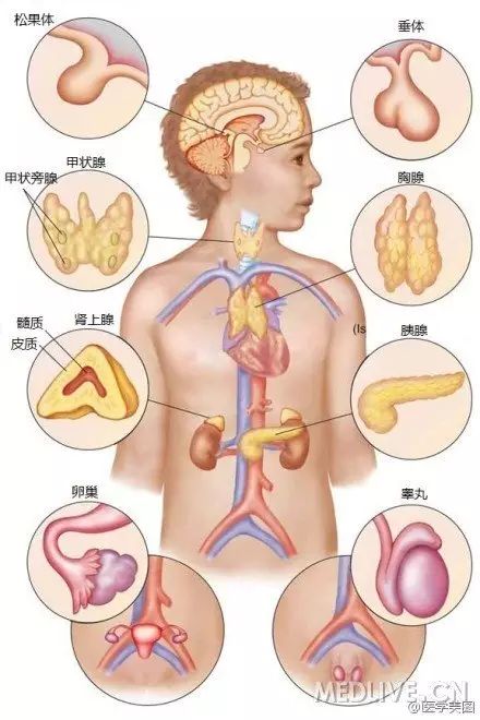 图解:内分泌系统详解知识点