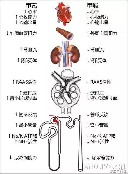 图解:内分泌系统详解知识点