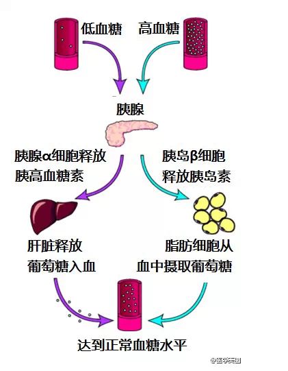 图解:内分泌系统详解知识点