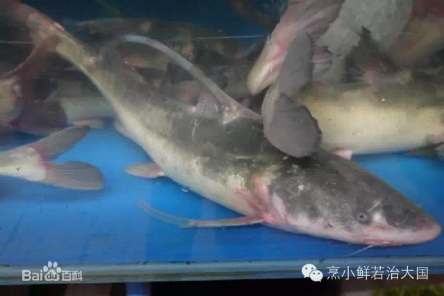 红烧鮰鱼(下) 红烧鮰鱼(下)