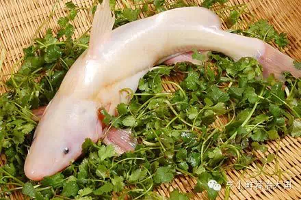 红烧鮰鱼(下) 红烧鮰鱼(下)