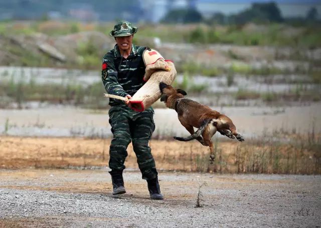 军犬训练.